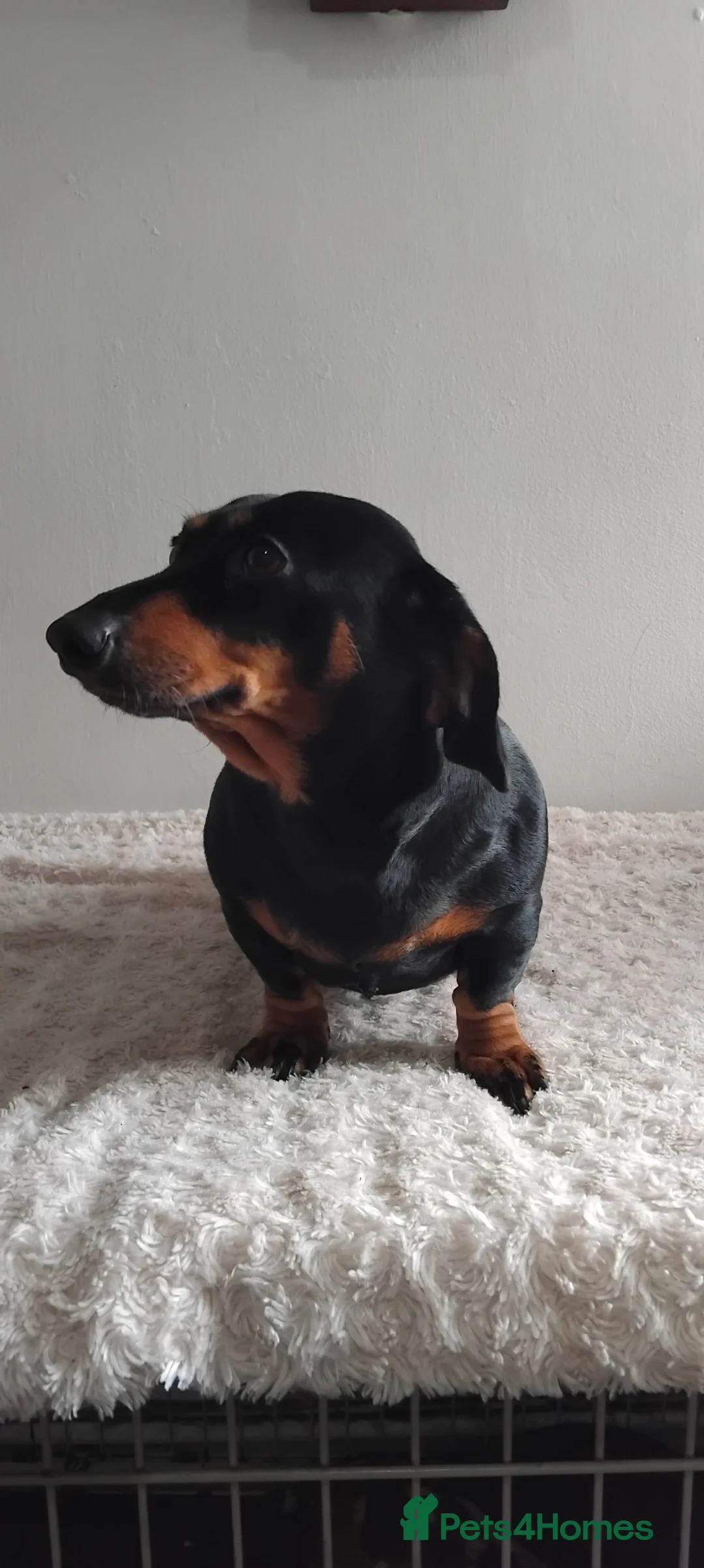 Miniature Dachshund dogs for sale: Stunning little girl - Advert 1