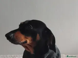 Miniature Dachshund dogs Stunning little girl - Advert 1