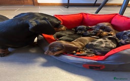 Miniature Dachshund dogs for sale: Miniature Dachshund  - Image 12