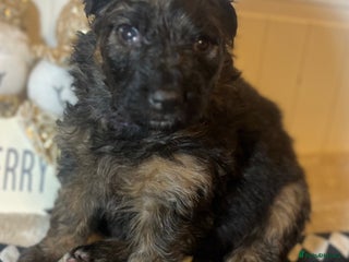 German Shepherd dogs Outstanding long haired Gsd pups for sale - Advert 6