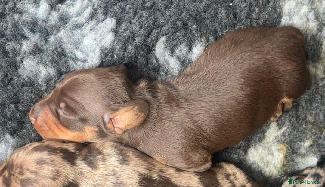 Miniature Dachshund dogs for sale: Miniature Dachshund Puppies For Sale  - Image 8