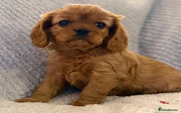 Cavalier King Charles Spaniel dogs for sale: KC REG, HEART, EYE AND DNA TESTED PARENTS - Image 6