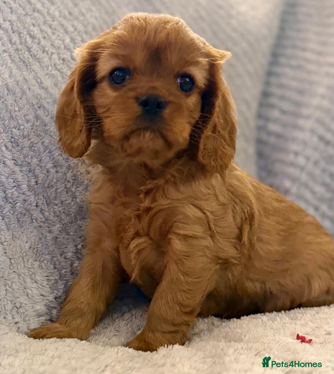 Cavalier King Charles Spaniel dogs for sale: KC REG, HEART, EYE AND DNA TESTED PARENTS - Image 6