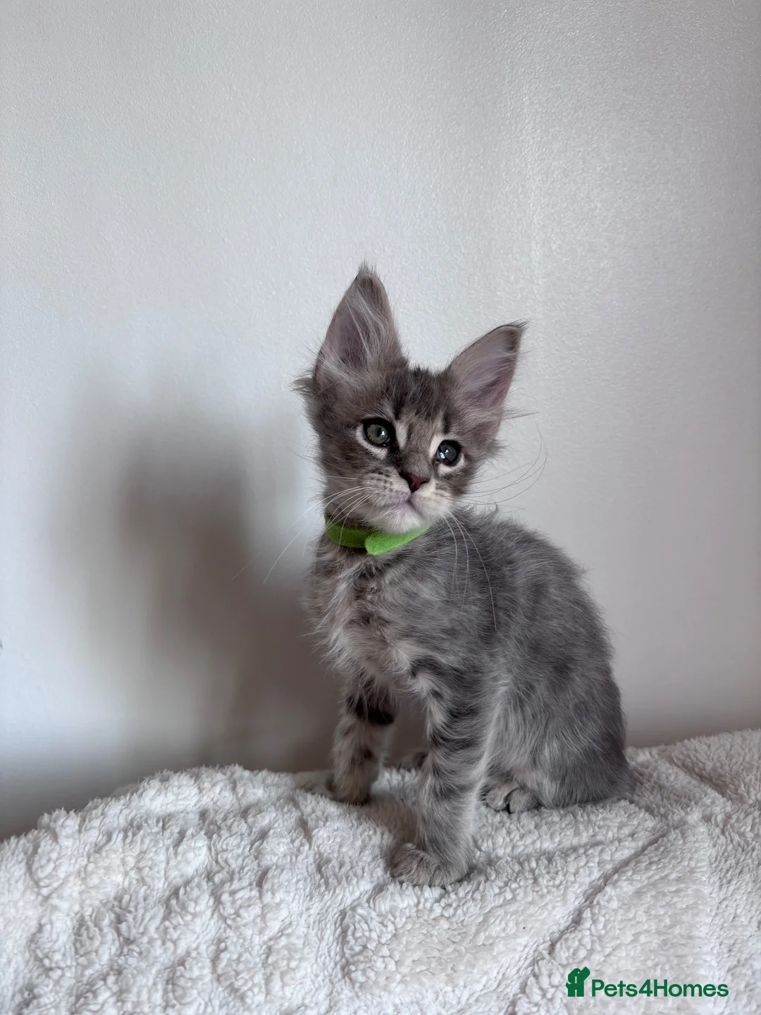 Maine Coon cats for sale: Gorgeous Maine Coon Boy 🩶 - Advert 2