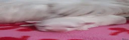Maltese dogs for sale: MALTESE girl - Advert 6