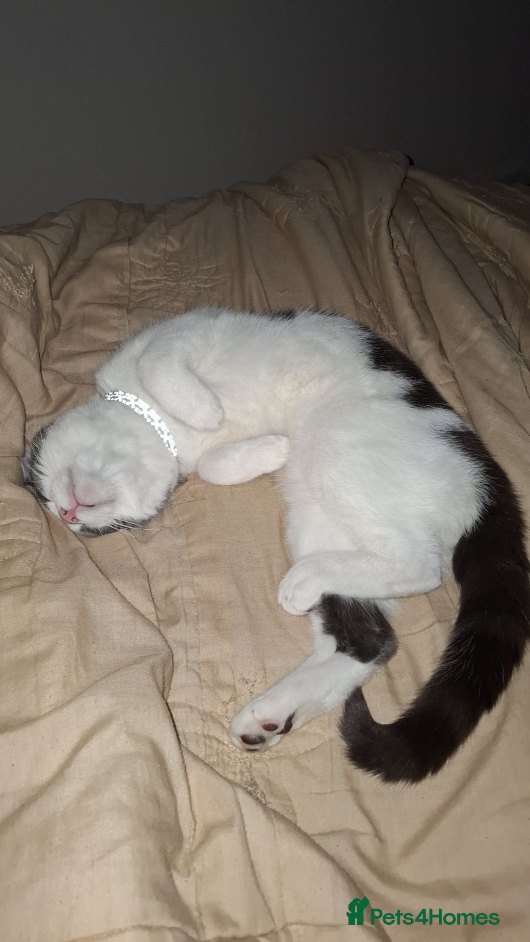 Mixed Breed cats Looking for a new loving home! - Advert 2