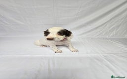 English Springer Spaniel dogs for sale: Calm,Adorable, beautiful Springer spaniel puppies. - Image 9