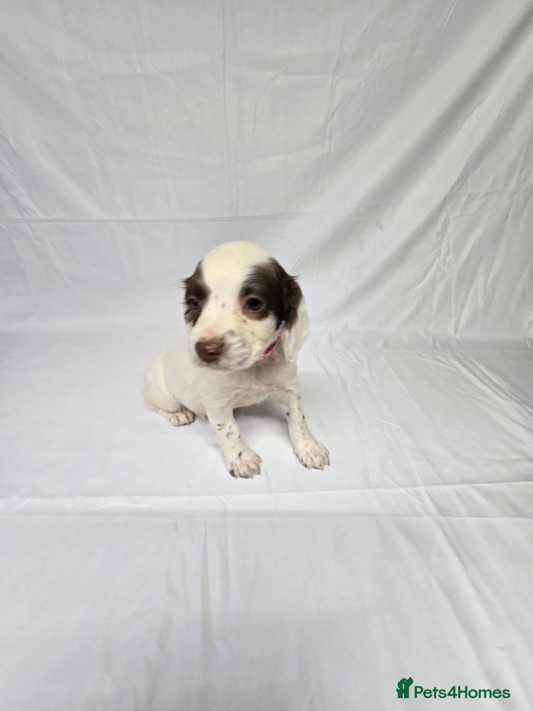 English Springer Spaniel dogs for sale: Calm,Adorable, beautiful Springer spaniel puppies. - Image 9