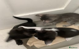 Siamese cats for sale: 3 half Siamese kittens  - Image 6
