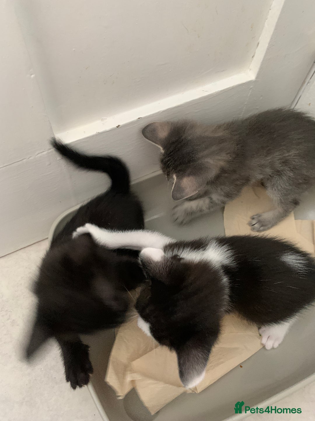 Siamese cats for sale: 3 half Siamese kittens  - Image 6