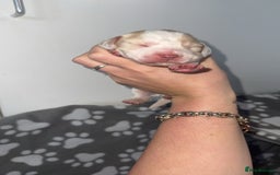 Cocker Spaniel dogs for sale: 7 beautiful cocker spaniel puppies 🩷💙 - Advert 8