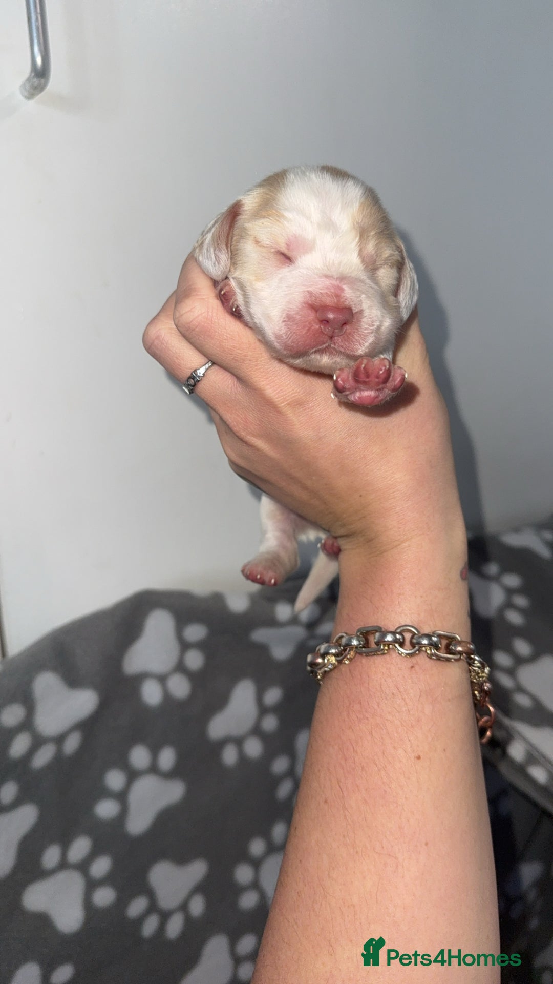 Cocker Spaniel dogs for sale: 7 beautiful cocker spaniel puppies 🩷💙 - Advert 8