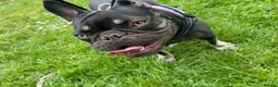 French Bulldog dogs for sale: Chocolate and Tan girl frenchie  in Hyde - Advert 4