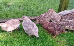 Quail poultry for sale: Laying Coturnix Quail – Confirmed Hens - Image 11