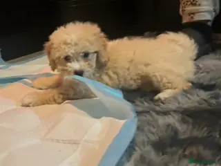 Cavapoo dogs F1b Cavapoo READY 12th of February - Advert 14