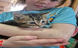 Mixed Breed cats for sale: Georgous Kittens Tabby / B&W - Ready now - Image 4