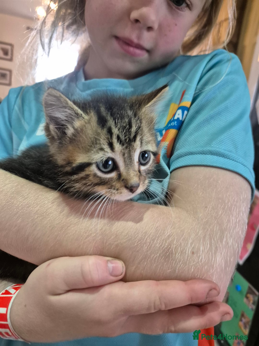 Mixed Breed cats for sale: Georgous Kittens Tabby / B&W - Ready now - Image 4