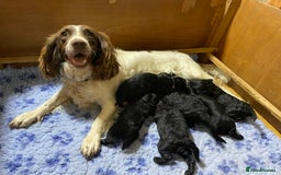 Sproodle dogs for sale: F1 Miniature Sproodles from Health Tested Parents. - Image 20