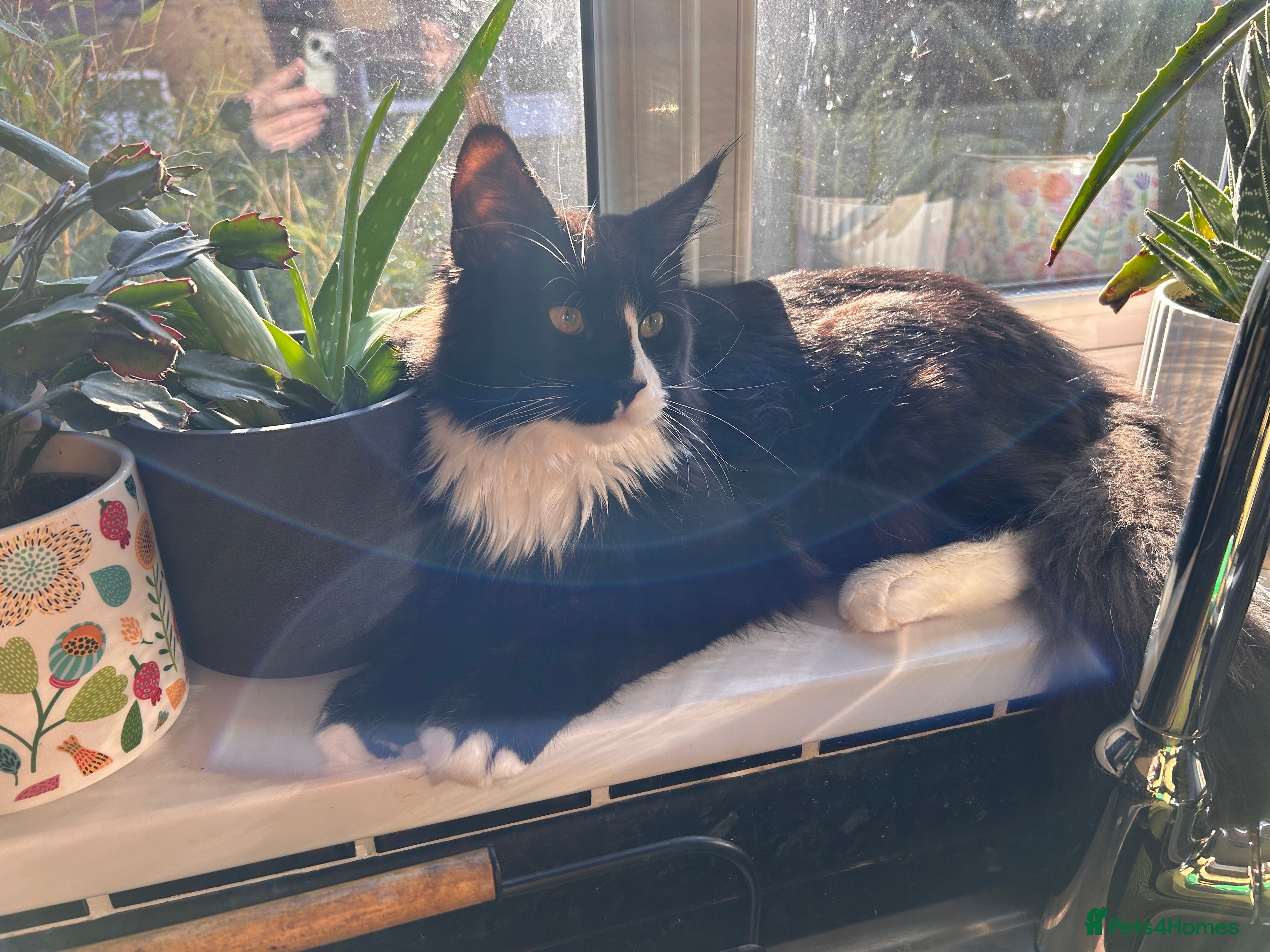 Maine Coon cats 7 month old Tuxedo Maine Coon Male Kitten - Advert 2