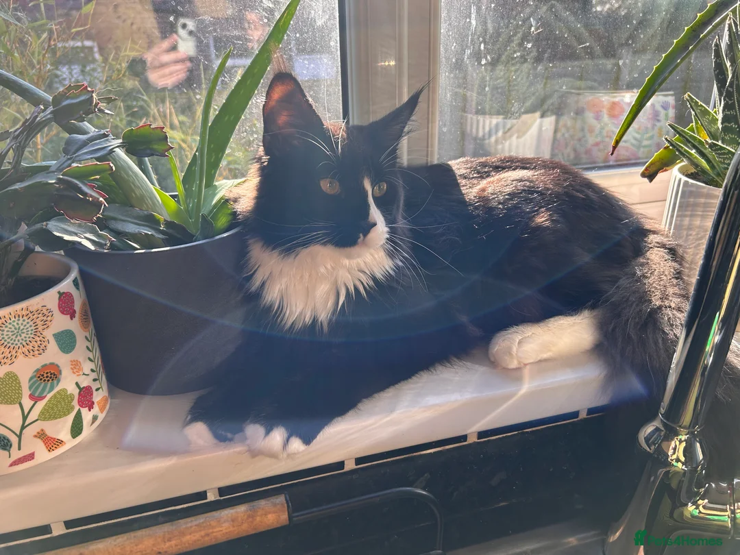 Maine Coon cats for sale: 7 month old Tuxedo Maine Coon Male Kitten - Advert 1