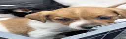 Jack Russell dogs for sale: Jack Russel puppy’s  in Enfield - Advert 4