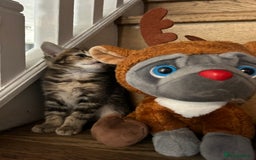 Mixed Breed cats for sale: Kittens lovely kittens  - Advert 6