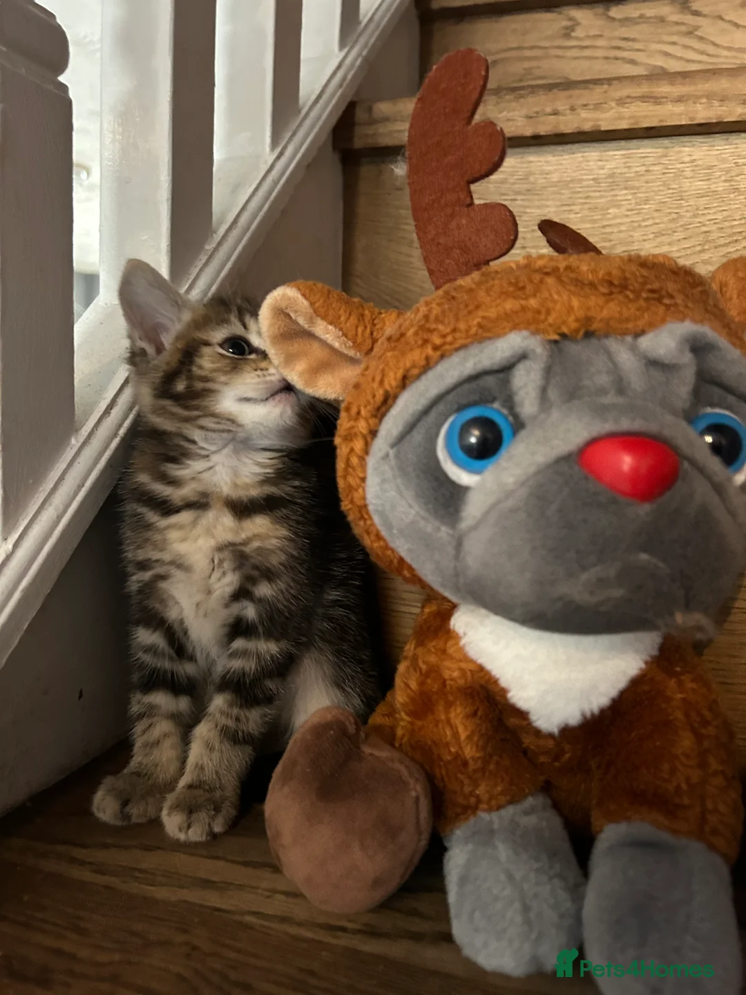 Mixed Breed cats for sale: 8 weeks old Kittens lovely kittens  - Advert 7