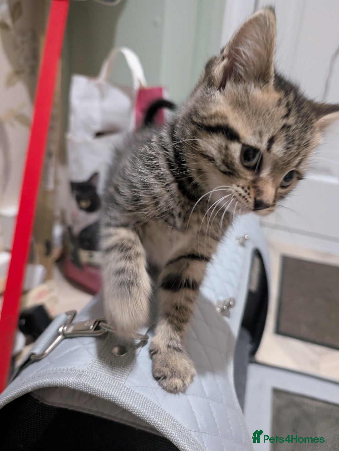 Mixed Breed cats for sale: Beautiful tabby/Calico fluffy kittens  - Advert 15