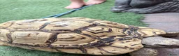 Mixed Breed reptiles for sale: Tortoise for sale  - Advert 2
