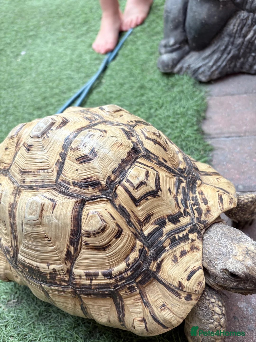Mixed Breed reptiles for sale: Tortoise for sale  - Advert 2