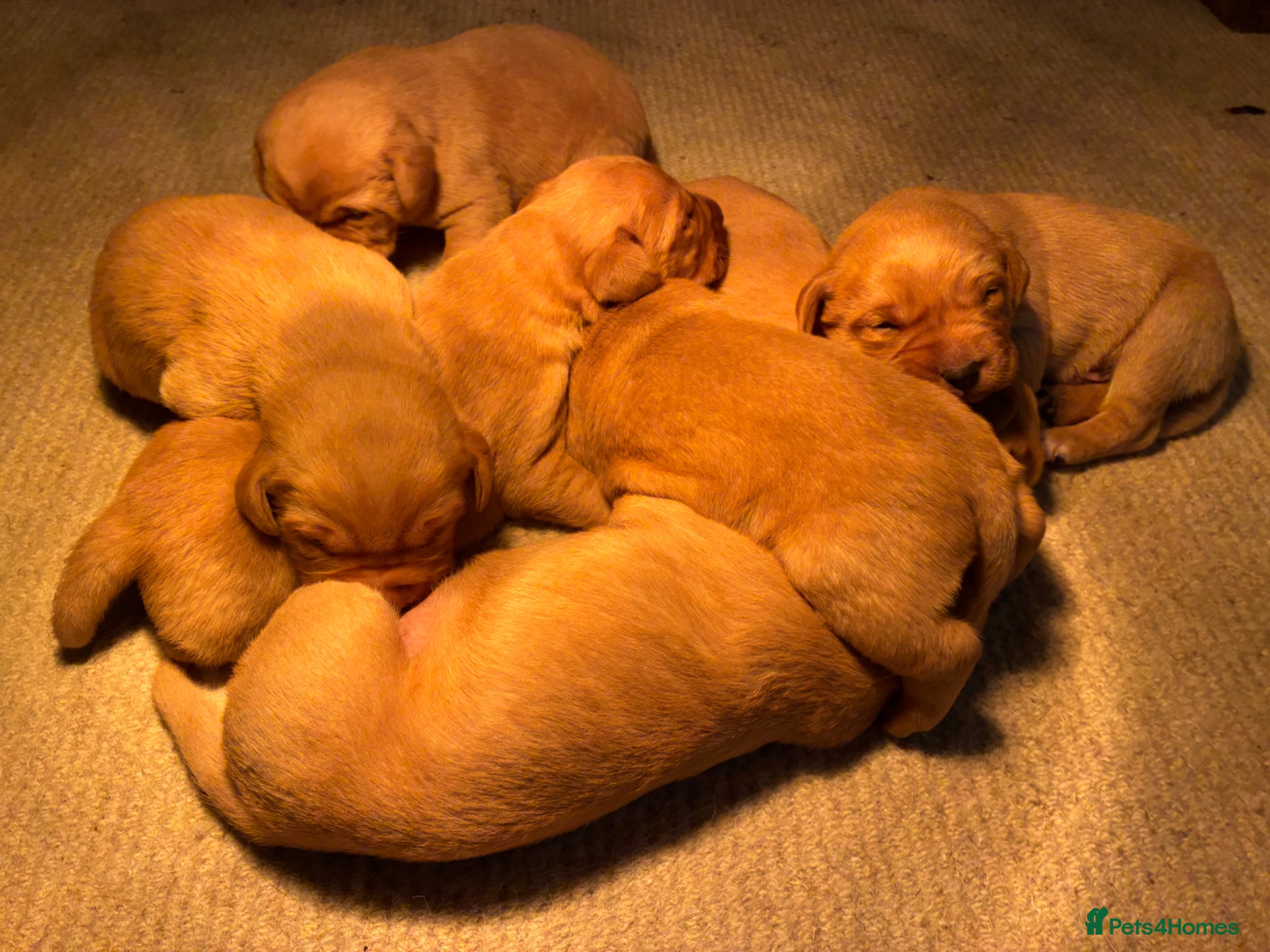 Labrador Retriever dogs Fox Red Labrador Puppies FOR SALE - Advert 17