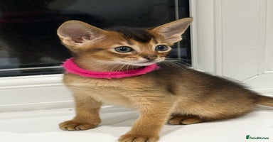 Abyssinian cats - Advert 2