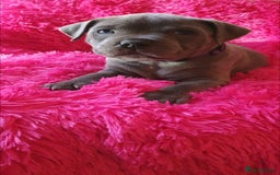 Staffordshire Bull Terrier dogs for sale: ❤️❤️ Ready for forever home ❤️❤️ - Advert 6