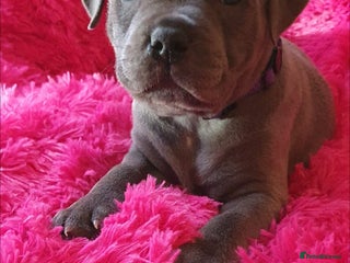 Staffordshire Bull Terrier dogs - Advert 14