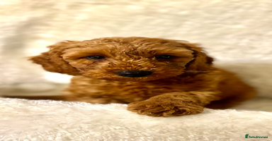 Cavapoo dogs - Advert 12