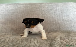 Jack Russell dogs for sale: Stunning tri coloured Jack Russel girl available  - Image 5