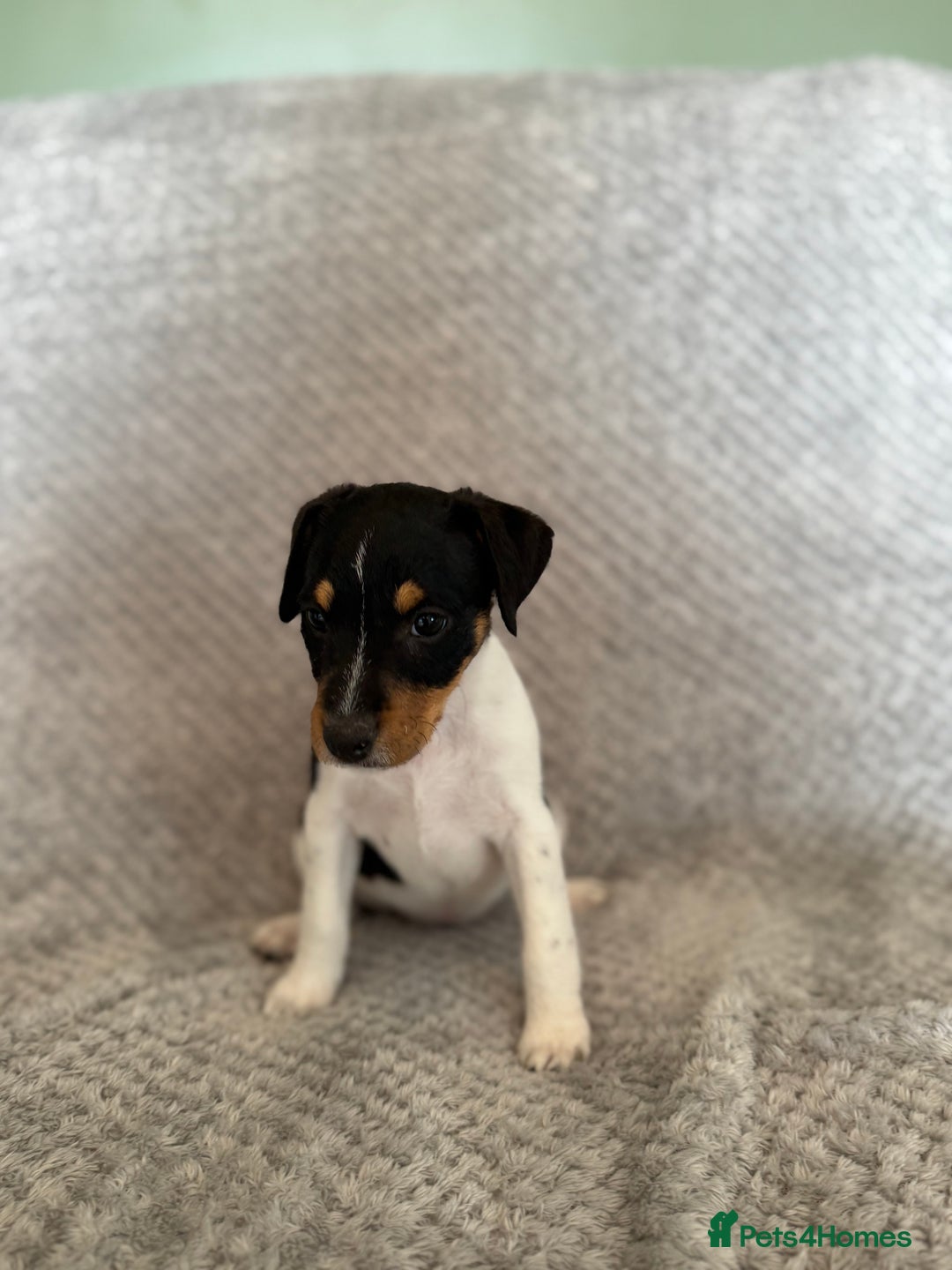 Jack Russell dogs for sale: Stunning tri coloured Jack Russel girl available  - Image 5