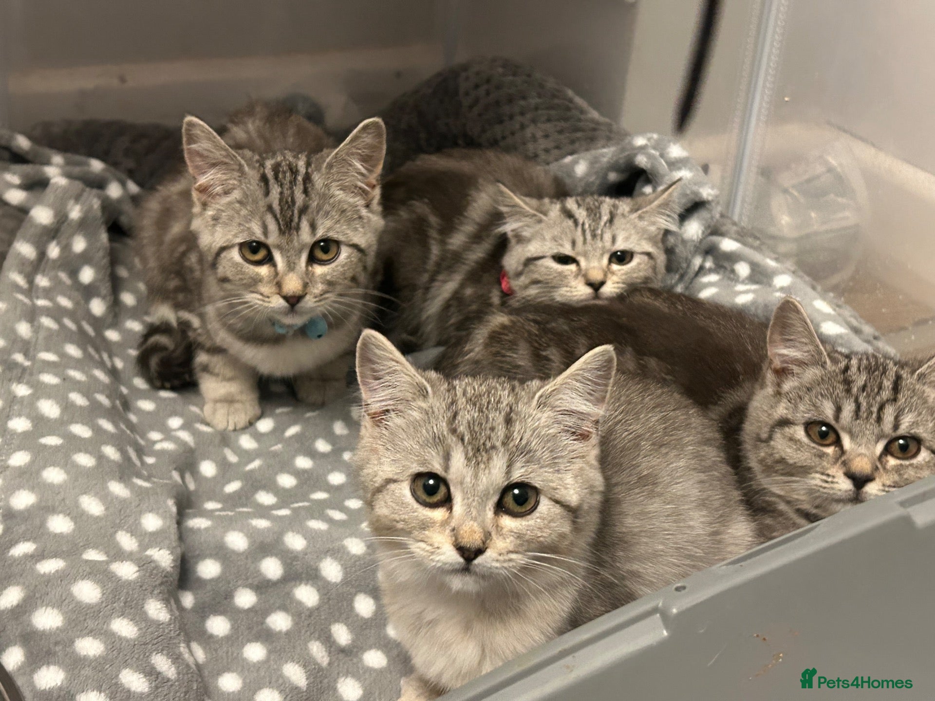 Mixed Breed cats for sale: Beautiful Mixed Breed Kittens 🐱  - Advert 19