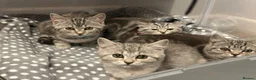 Mixed Breed cats for sale: Beautiful Mixed Breed Kittens 🐱  in Aylesbury - Advert 2