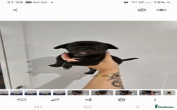 Frug dogs for sale: Beautiful Frug Babies 😍 - Image 4