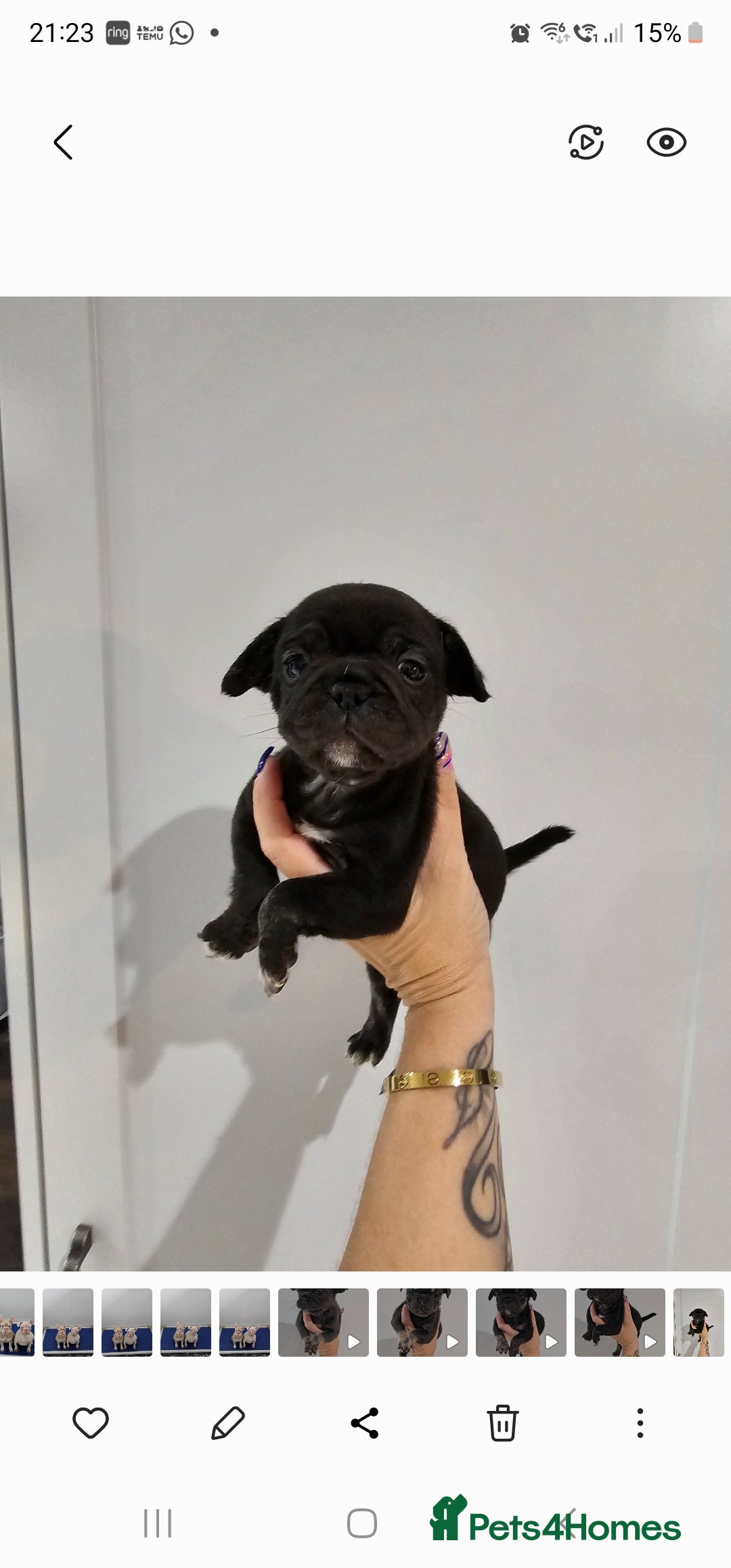 Frug dogs for sale: Beautiful Frug Babies 😍 - Image 4