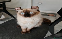 American Curl cats for sale: Two very rare and wonderful kittens for sale - Image 14