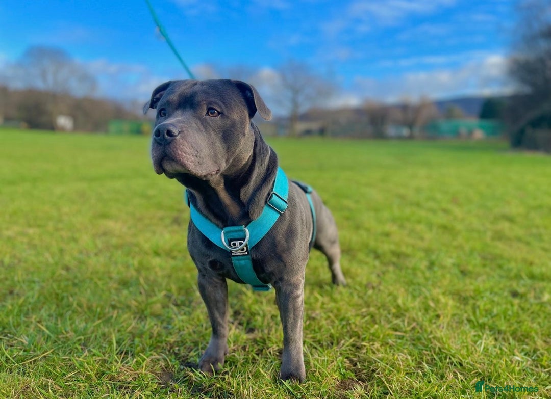 Staffordshire Bull Terrier dogs for sale: Blue Staffordshire Bull Terrier Champion Pup - Advert 13