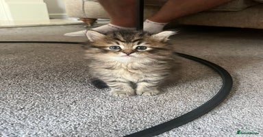 Persian cats - Advert 9