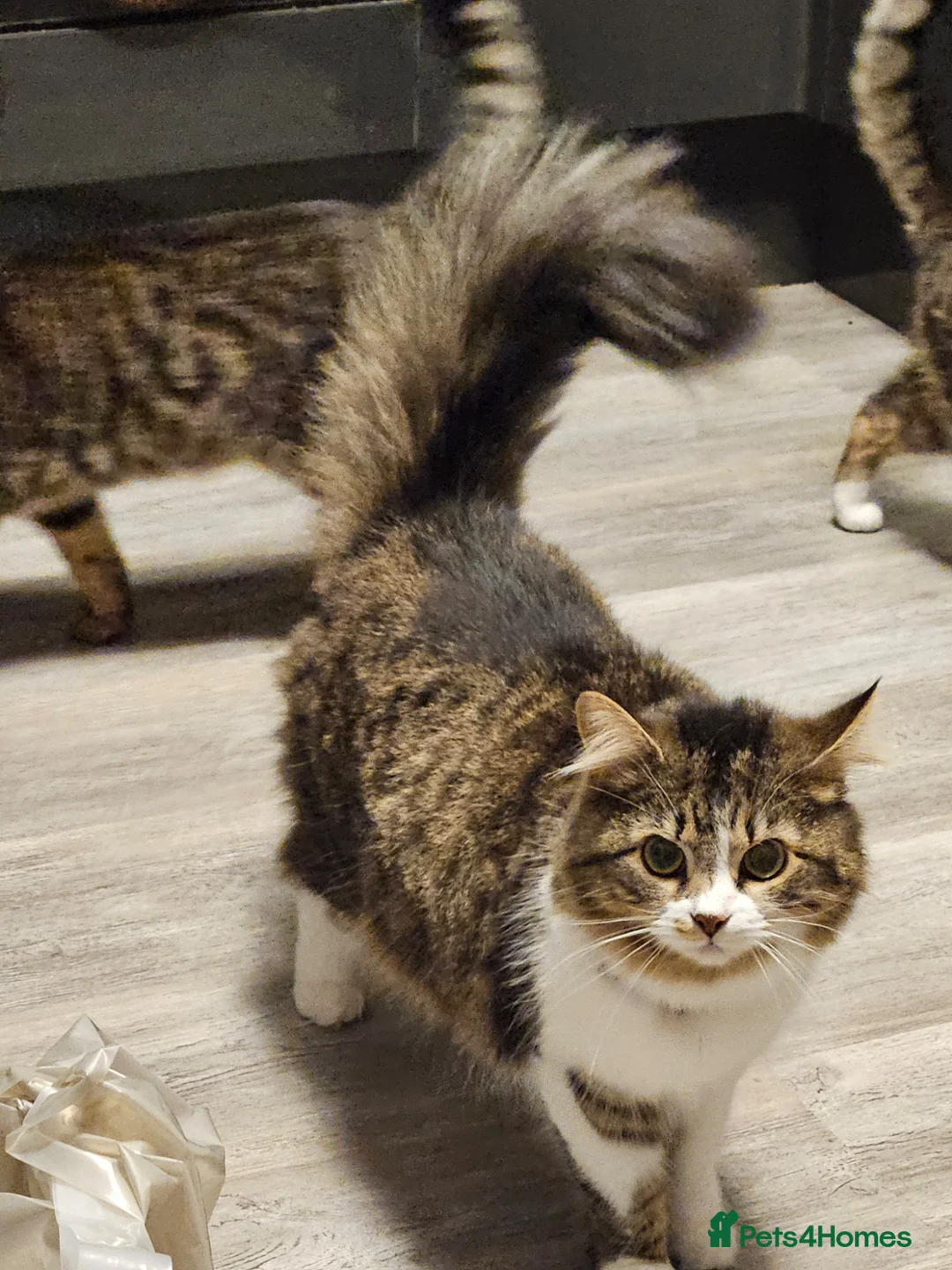 British Longhair cats for sale: Looking for a loving home - Advert 2