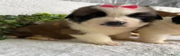 Saint Bernard dogs for sale: STUNNING ST BERNARD PUPPIES - Advert 8