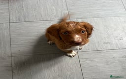 Cockapoo dogs for sale: 2 Beautiful Boy Cockapoo Puppies Left!! - Image 15