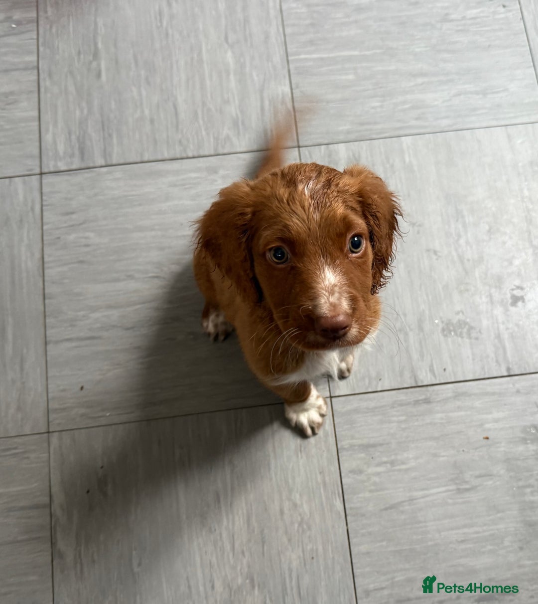 Cockapoo dogs for sale: 2 Beautiful Boy Cockapoo Puppies Left!! - Image 15