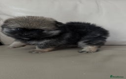 German Spitz dogs for sale: KC Reg Show Type German Spitz (Klein) For Sale. - Image 3