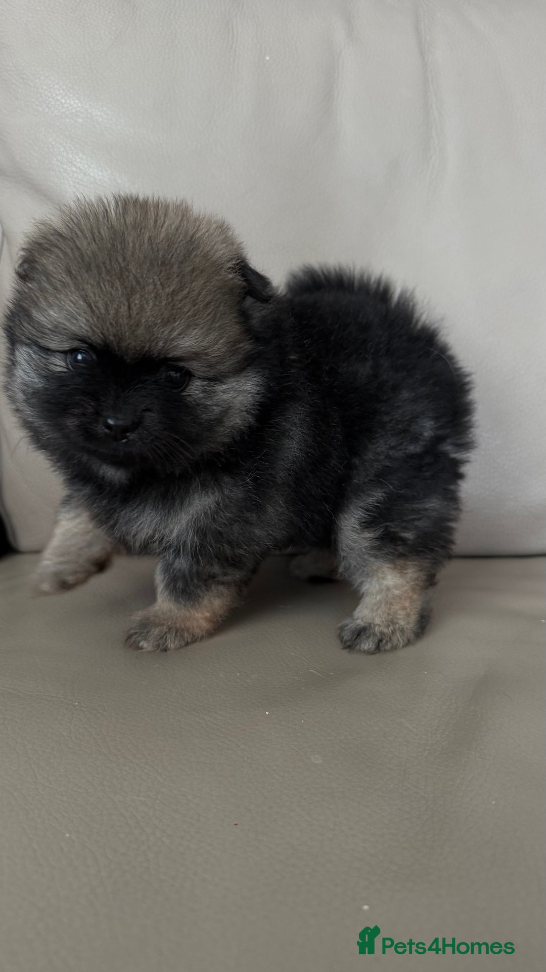 German Spitz dogs for sale: KC Reg Show Type German Spitz (Klein) For Sale. - Image 3